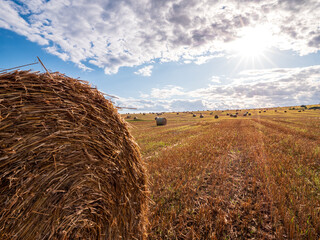 Close-up of a straw bale in a harvested field with many round bales on rolling farmland under sunny...