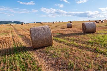 Harvested summer field with round straw bales from baled cereal stalks, used for animal feed,...