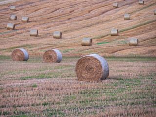 Round straw bales scattered across a harvested farmland field with stubble and green patches after...