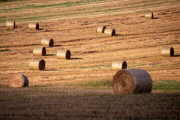 Harvested farmland with many round straw bales arranged across golden stubble fields after summer...
