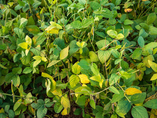 Obraz premium Close view of green soybean plants with pods and leaves growing in farmland during summer.