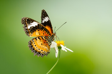Leopard Lacewing - Cethosia cyane, beautiful orange and red butterfly from East Asian forests, Vietnam.