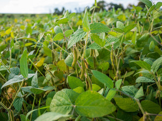 Close-up of green soybean plants with pods growing in an agricultural field during summer.
