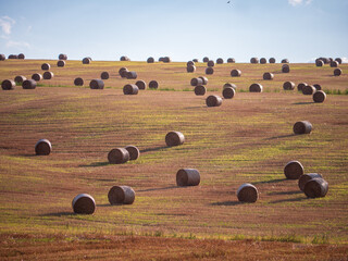 Harvested farmland with many round straw bales scattered across rolling hills under partly cloudy...
