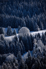 Snowy winter forest with frosted trees in the Alps
