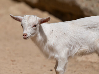 cute baby goat on the farm