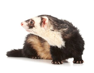 A ferret looking to the side