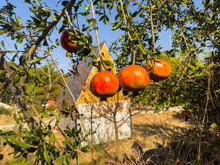 pomegranate tree in a village house garden