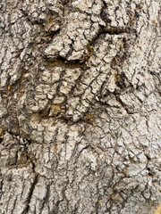 detailed texture of ancient tree bark