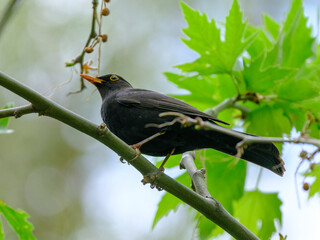 blackbird on tree in forest