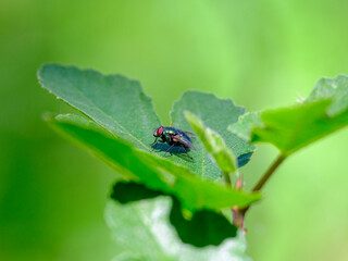 close-up of fly resting on leaf