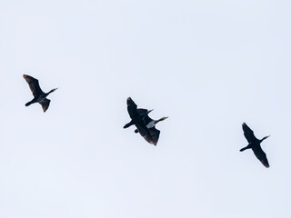 migratory birds flying in the sky