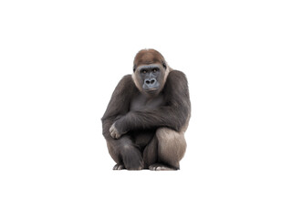 Naklejka premium A western lowland gorilla in a natural setting 