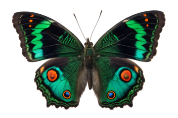 Green butterfly with vibrant wings and eye spots isolated on white background
