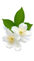 Two white jasmine flowers with green leaves