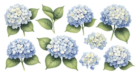 Watercolor Hydrangea Flower Set with Blue and White Blooms, Perfect for Wedding Invitations and Botanical Illustration Projects