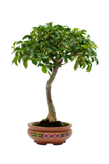 Serene Bonsai Plant: Lush Green Foliage, Elegant Pot, Isolated on Black Background.