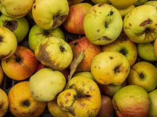 A Harvest of Freshly Picked Natural Apples.
