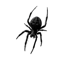 Spider on web silhouette isolated on transparent background