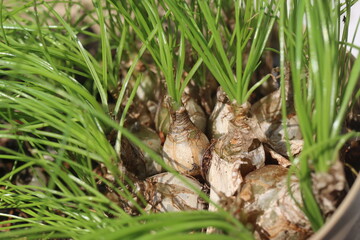 cebulki Albuca humilis niska © Perovskia