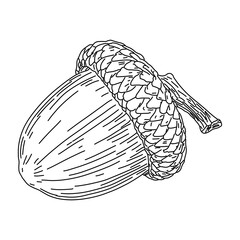 Hand drawing vector illustration of an acorn with a textured cover, perfect for autumn themed projects,Acorn Outline Vector 