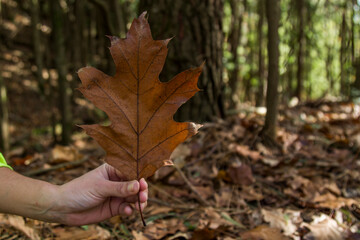 woman showing dry maple leaf in park