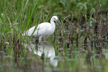 Little Egret stands gracefully in a marshy area, surrounded by green reeds