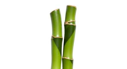 bamboo isolated on white