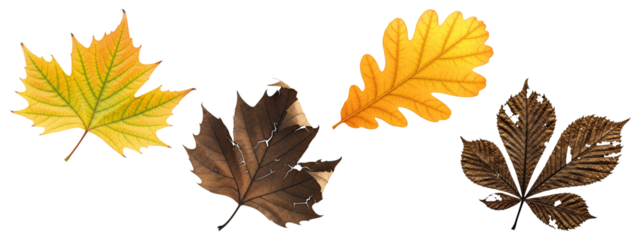 Set of autumn leaves showing different stages from vibrant to dry and decaying