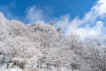  霧氷と青空