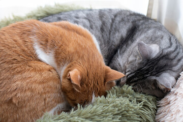 窓辺で眠る二匹の猫	