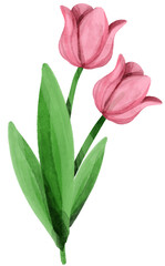 Fototapeta premium tulip