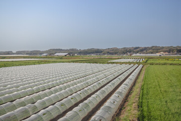March 25 2025 A Spacious Agricultural Field with Row Covers, Japan