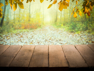 A blurred forest scenery decorated with yellow and orange leaves in the background, focused on the...