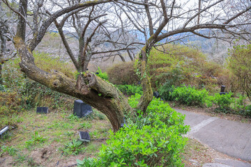 March 26 2025 Mountain Path with Scenic View and People Exploring the Natural, Japan