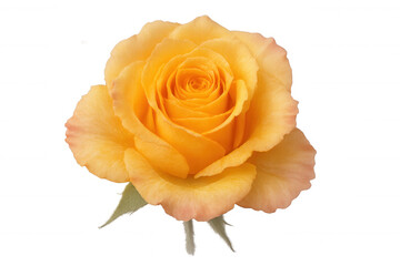 Blooming orange rose with vivid petals, transparent backdrop highlighting delicate flower details for graphic design