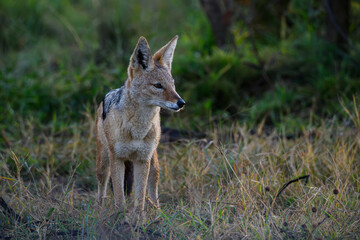 A black blacked jackal standing and watching.