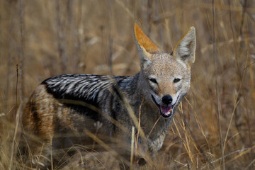 close-up of a blacked-backed jackal standing in tall dry grass