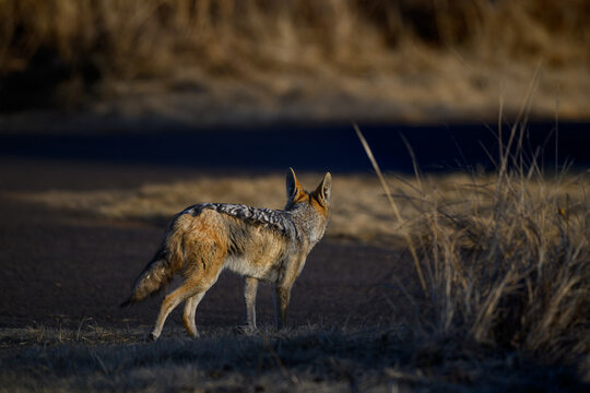 A black-backed jackal looking across a road