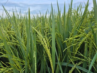 Rice fields with abundant rice grains that will soon be harvested. Rice is the staple food of Asian people.
