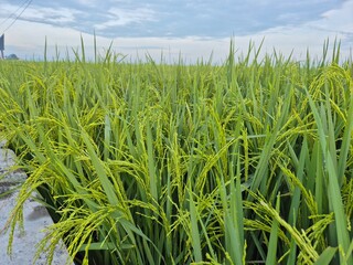 Rice fields with abundant rice grains that will soon be harvested. Rice is the staple food of Asian people.