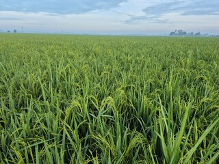 Rice fields with abundant rice grains that will soon be harvested. Rice is the staple food of Asian people.