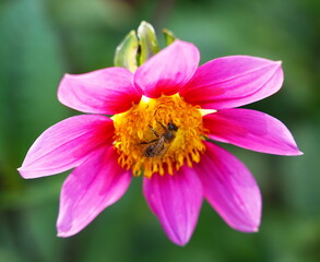 bee on pink flower