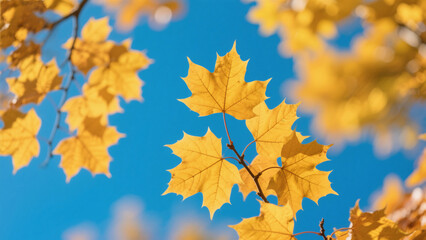 Obraz premium autumn maple leaves