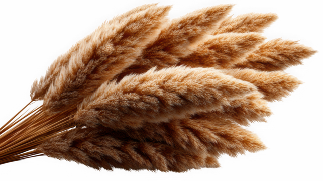 Dried pampas grass bundle isolated on black background