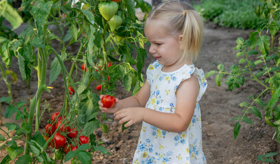 little girl eating tomatoes in the greenhouse.homegrown vegetables. child