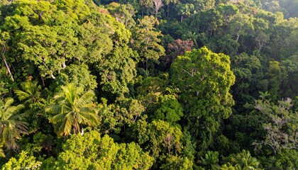 Naklejka premium Lush Green Tropical Forest Canopy Aerial View