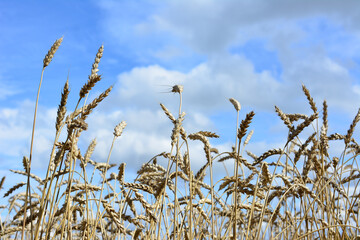 Wheat Field Under a Blue Sky with Clouds bottom view