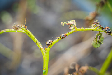 A lot of Colorado potato beetles eating potato leaves in the garden, close-up