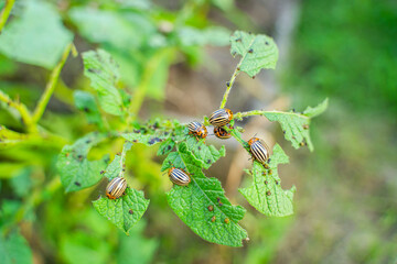 A lot of Colorado potato beetles eating potato leaves in the garden, close-up